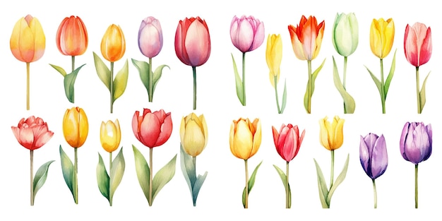 Cute Watercolor tulips