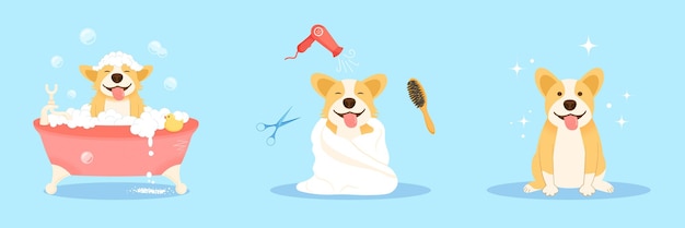 Cute welsh corgi dog takes in the bath blow dry wool Grooming service concept vector illustration