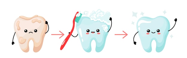 A cute white tooth and a yellow-tinged tooth before and after brushing. Teeth stain treatment, clean