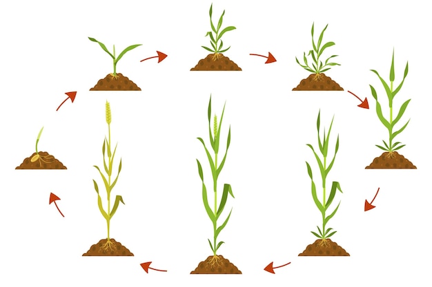 Cycle growth wheat in agriculture wheat development cycle infographic