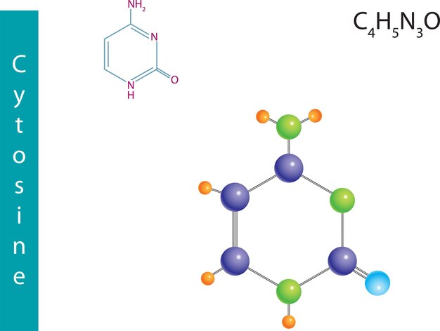 Vector cytosine molecular formula chemical structural formula and model of nucleobases found in dna vector