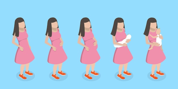 D isometric flat vector conceptual illustration of stages of pregnancy changes in female body