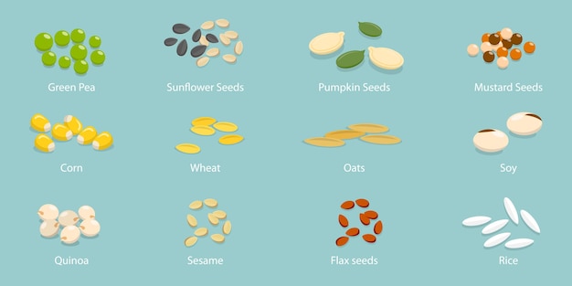 Vector d isometric flat vector illustration of plant seeds collection labeled piles