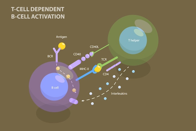 D isometric flat vector illustration of tcell dependent bcell activation adaptive immune system