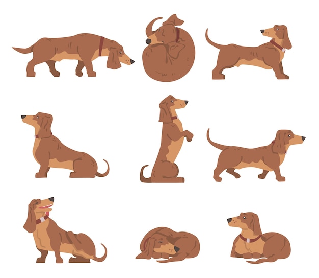 Vector dachshund or badger dog as shortlegged and longbodied hound breed with collar in different poses