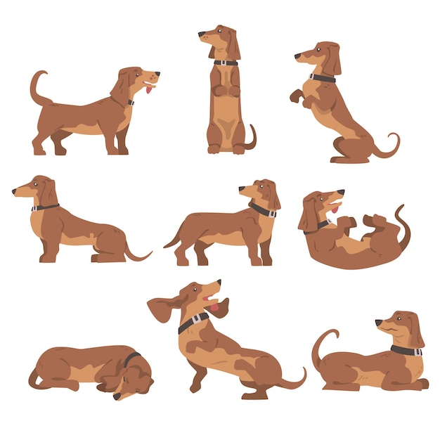 Vector dachshund or badger dog as shortlegged and longbodied hound breed with collar in different poses