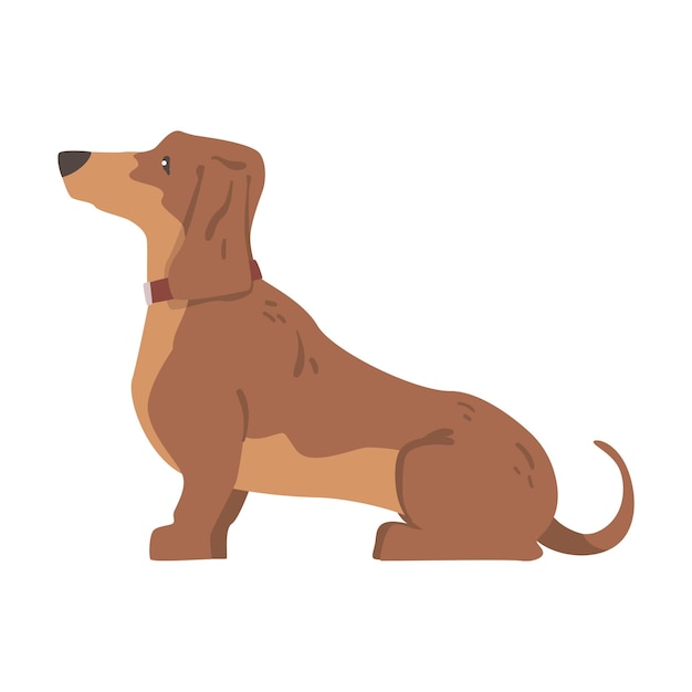 Vector dachshund or badger dog as shortlegged and longbodied hound breed with collar sitting vector