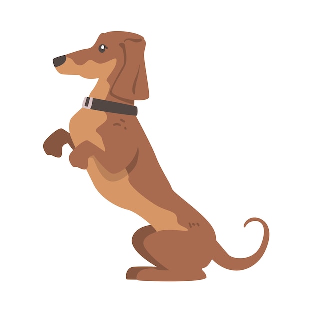 Dachshund or badger dog as shortlegged and longbodied hound breed with collar standing on hind legs