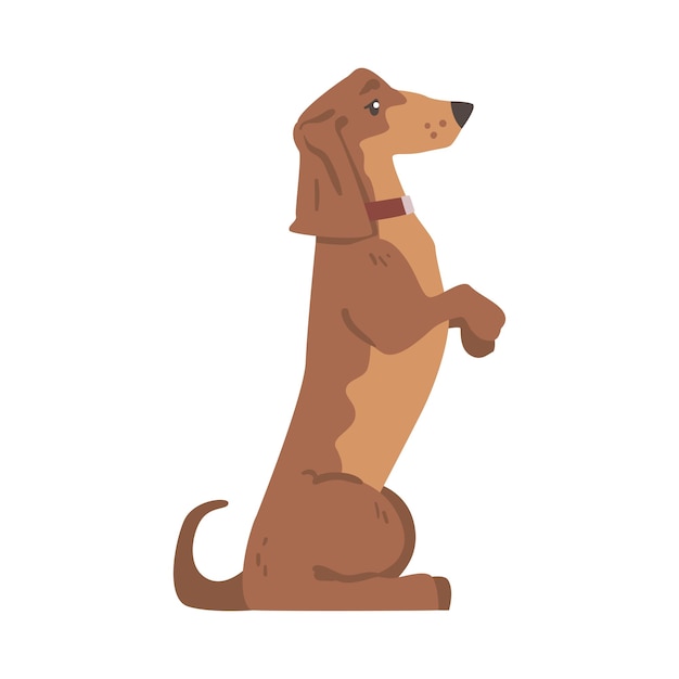 Dachshund or badger dog as shortlegged and longbodied hound breed with collar standing on hind legs