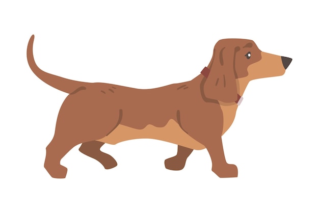 Vector dachshund or badger dog as shortlegged and longbodied hound breed with collar walking vector