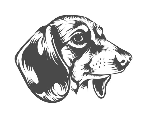 Dachshund Dog Breed Vector Illustration, Dachshund Dog Vector on White Background for t-shirt, logo,