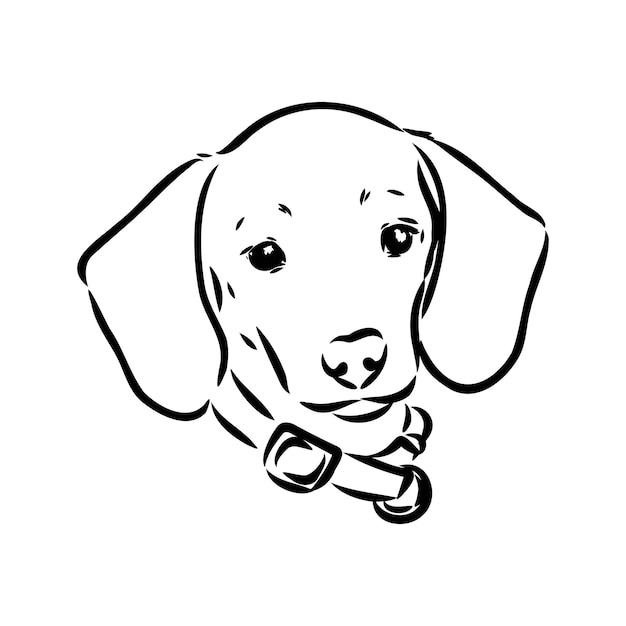 Dachshund dog hand drawn vector illustration dachshund dog vector