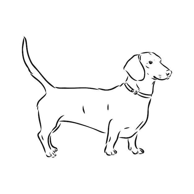 Dachshund dog hand drawn vector illustration dachshund dog vector