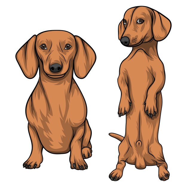 Vector dachshund dog vector art graphics