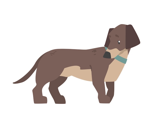 Vector dachshund dog with blue collar cute pet animal with brown coat cartoon vector illustration