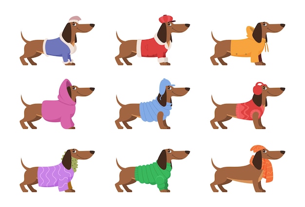 Dachshund Funny happy dog in winter clothes cute decorative xmas long knitted sweater exact vector templates domestic animals dachshund