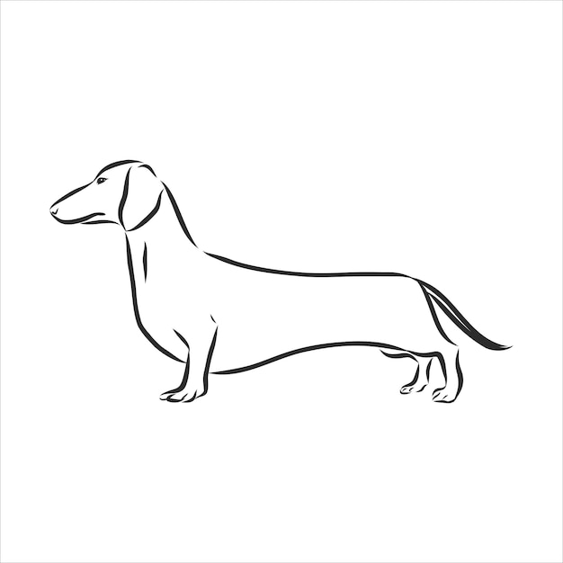 Dachshund. Vector illustration drawn freehand. Original linear image of a Dachshund