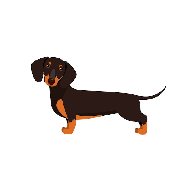 Dachshund on a white background Cartoon design