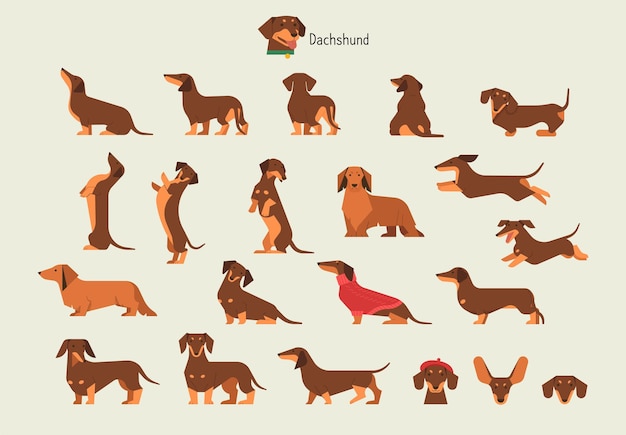 dachshund