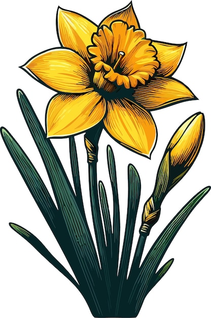 Daffodil flower vector