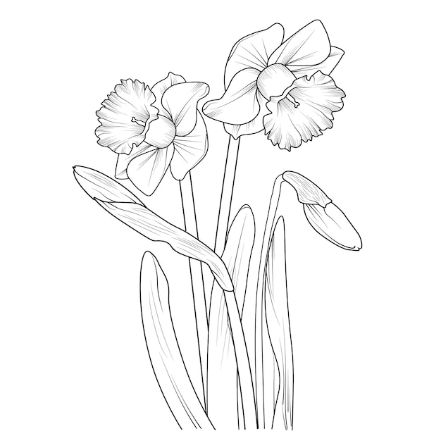 Daffodil flowers coloring book for children hand drawn plants bloossom nature engraved ink art.