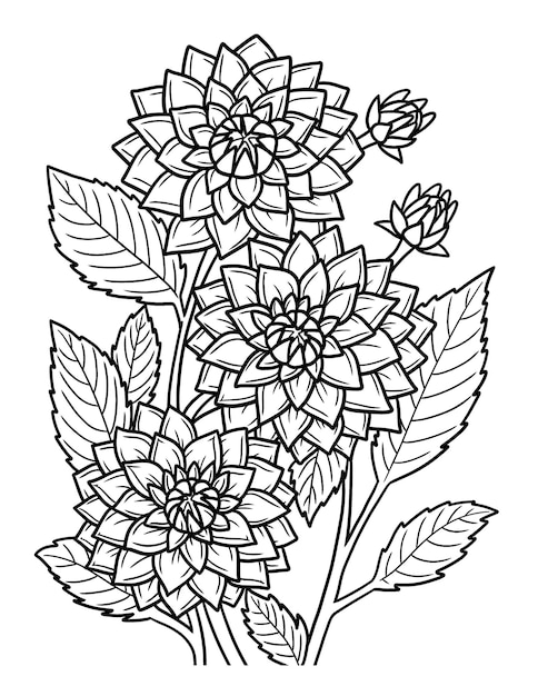 Dahlia Flower Coloring Page for Adults