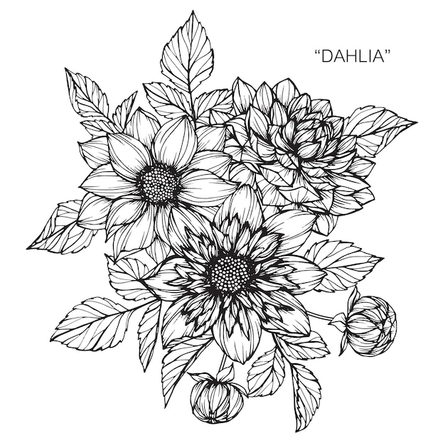 Dahlia flower drawing illustration