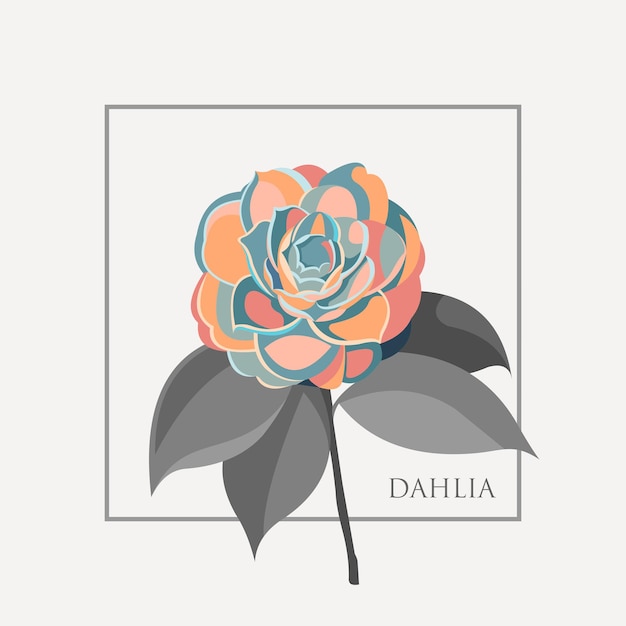 dahlia flower ilustration vector