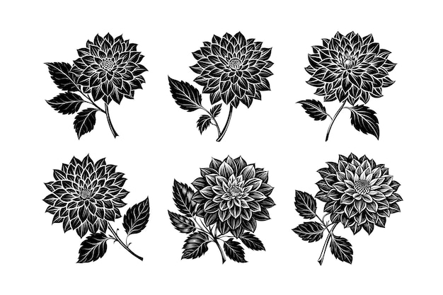 Vector dahlia flower silhouette vector illustration