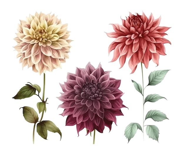 Dahlia flower watercolor paint collection