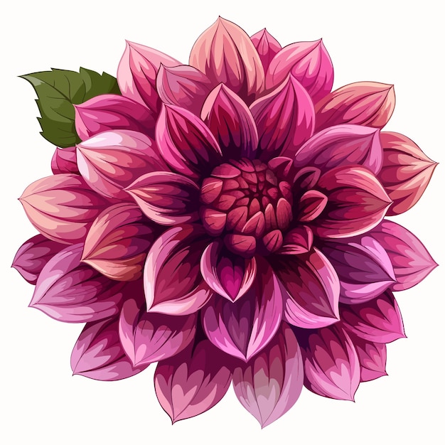 Dahlia flower