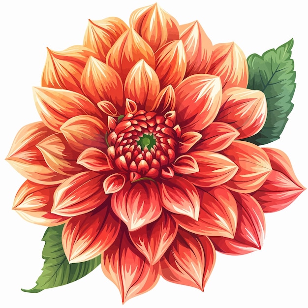 Dahlia flower