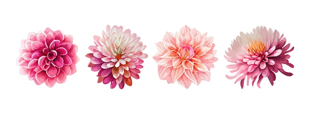 Dahlia pink flowers watercolor set Collection of summer or spring flowers isolated on white background vector illustration