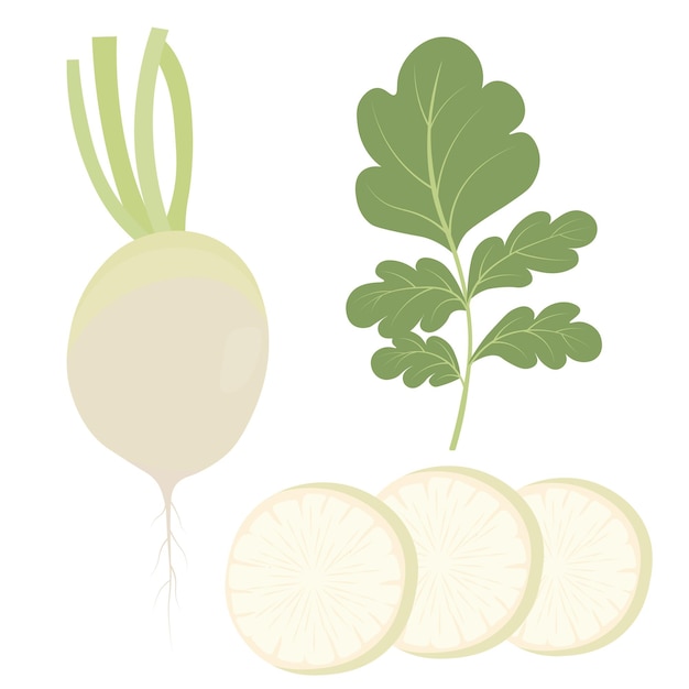 daikon. white radish. Vegetable Korean cooking , tonic jino korean, asian food