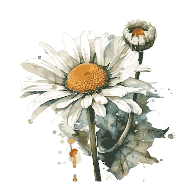 Vector daisy drawn with watercolor vector illustrator