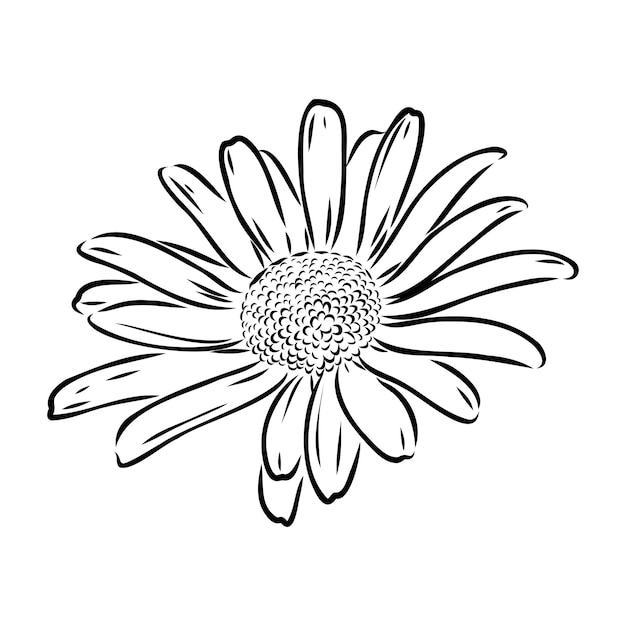 Daisy flower line art drawing vector hand drawn engraved illustration wild chamomile black ink sketc