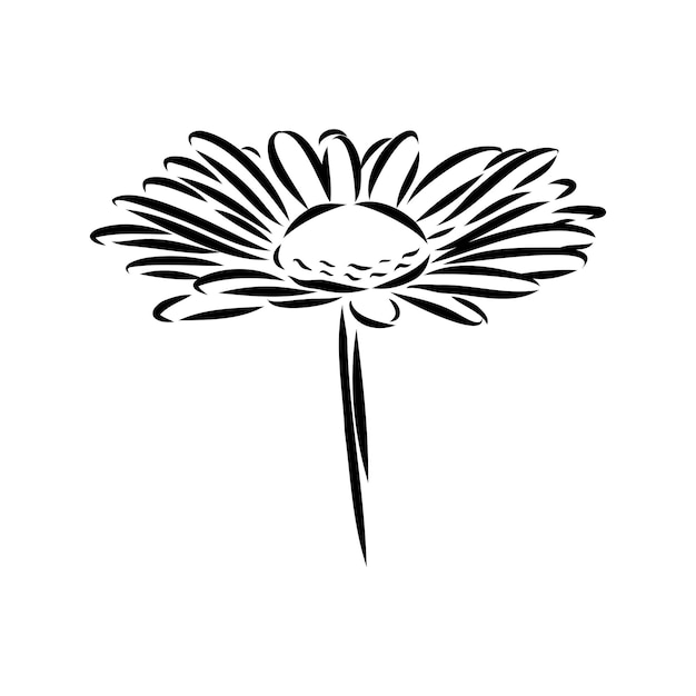 Daisy flower line art drawing vector hand drawn engraved illustration wild chamomile black ink sketc