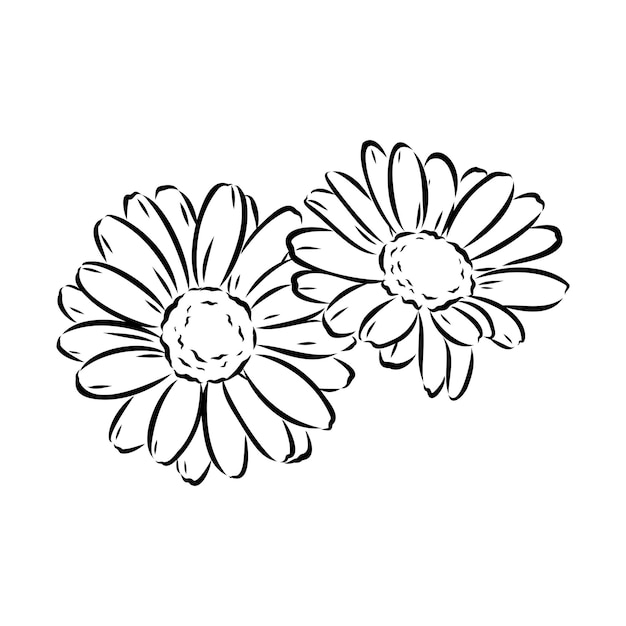 Vector daisy flower line art drawing vector hand drawn engraved illustration wild chamomile black ink sketc