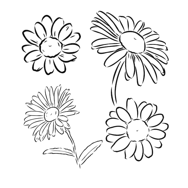 Daisy flower line art drawing Vector hand drawn engraved illustration Wild Chamomile black ink sketch Wild botanical garden bloom Great for tea packaging label icon greeting cards decor