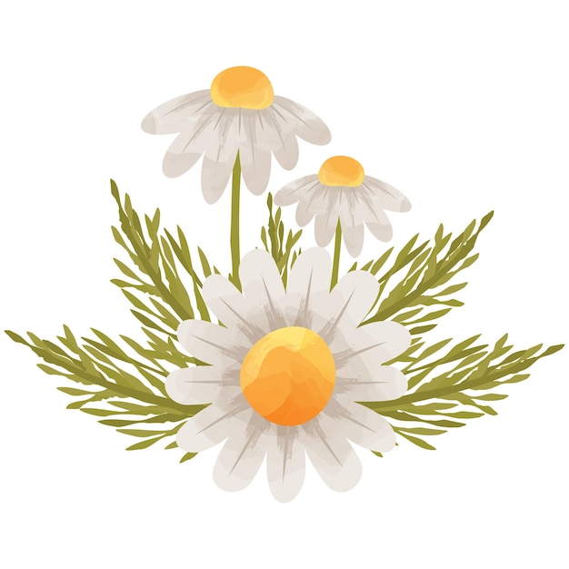 Daisy Flower White Flowers Clipart Illustration