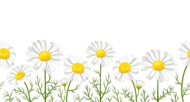 Daisy flowers seamless pattern, cartoon floral border.