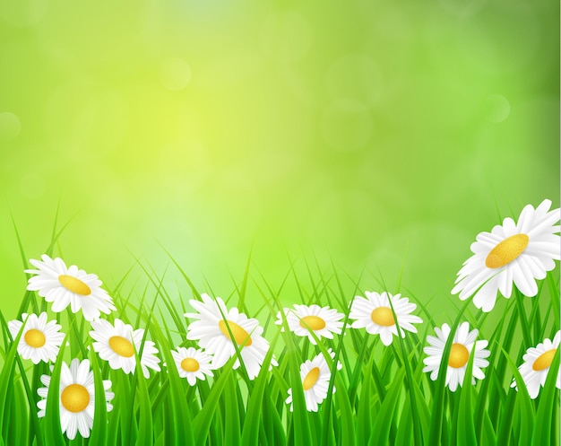 Daisy vector background summer design