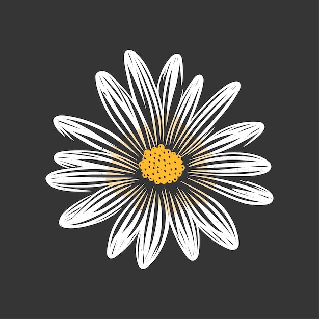 Daisy vector line art in yellow and white colors Gray background