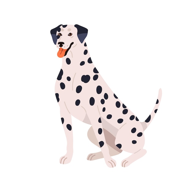 Vector dalmatian breed cute spotted dog happy purebred doggy sitting friendly pretty canine animal with bicolor plain coat spotty pattern flat vector illustration isolated on white background