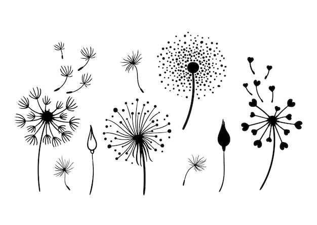 dandelion black and white clipart bundle elegant summer wildflowers set  vector illustration