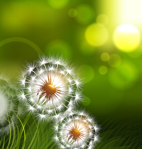 Vector dandelion field vector spring conceptual background