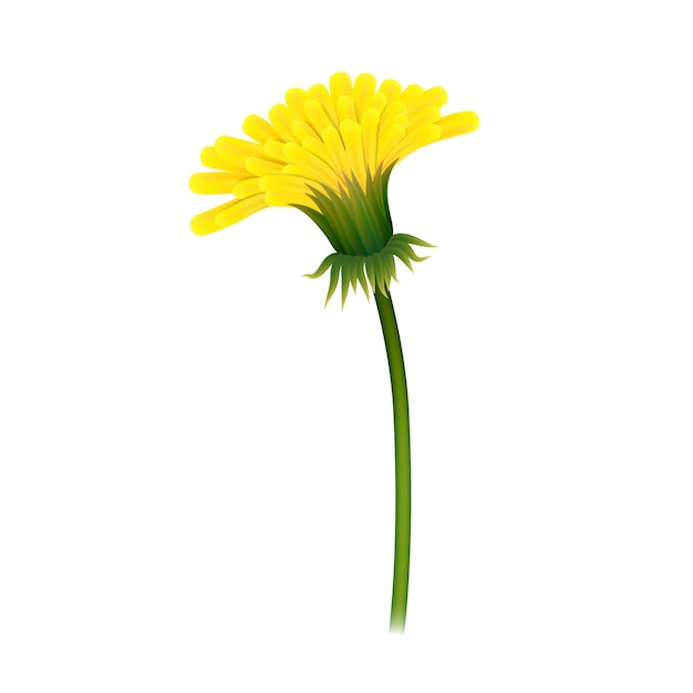 Dandelion on stem closeup isolated