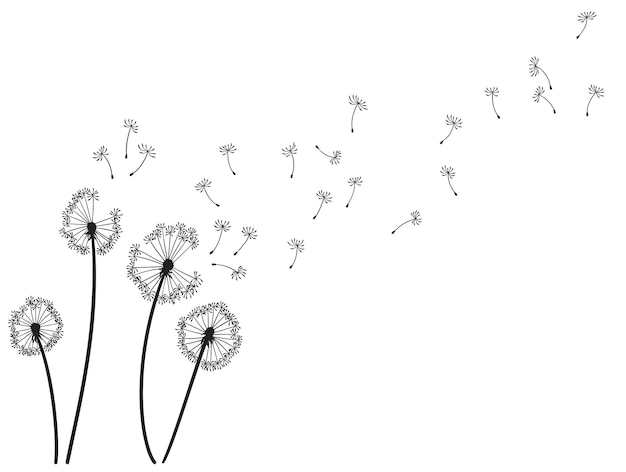 Dandelion wind blow background Black silhouette with flying dandelion buds on white Abstract flying blow dandelion seeds Decorative graphics for printing Floral scene design