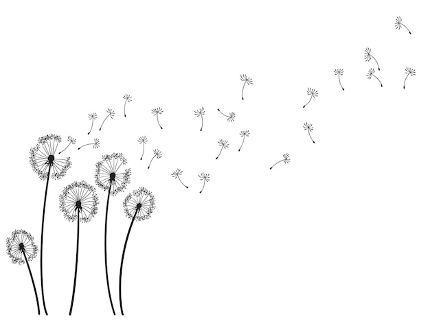 Dandelion wind blow background Black silhouette with flying dandelion buds on white Abstract flying seeds Decorative graphics for printing Floral scene design