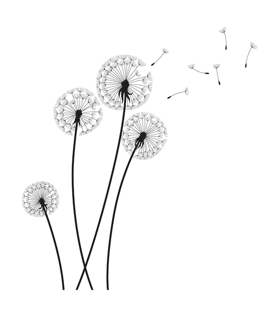 Vector dandelion wind blow background black silhouette with flying dandelion buds on white abstract flying seeds decorative graphics for printing floral scene design